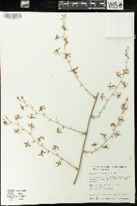 Oncidium reichenheimii image