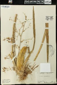 Oncidium sphacelatum image