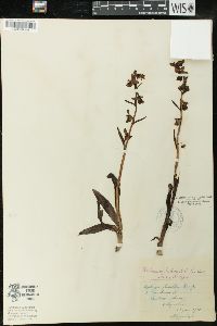 Ophrys fuciflora image