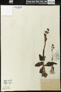 Ophrys lutea image