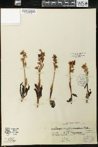 Ophrys tenthredinifera image