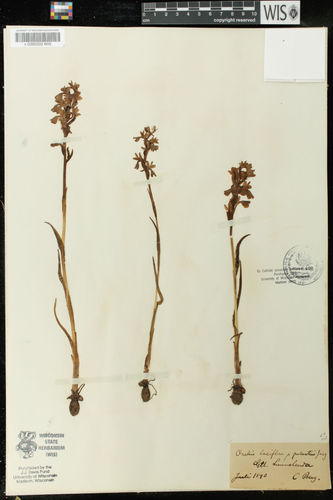 Anacamptis palustris image