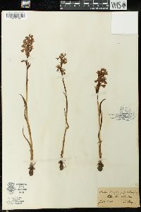 Anacamptis palustris image
