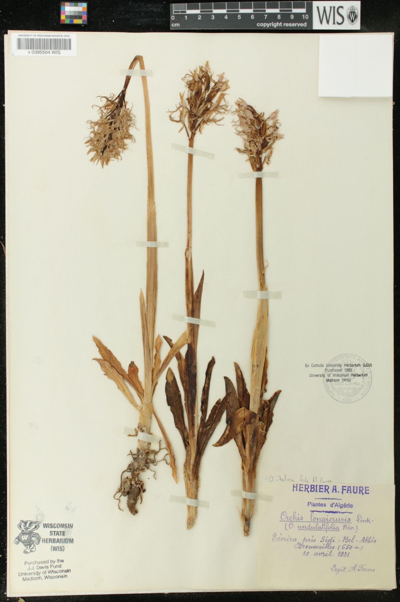 Orchis italica image