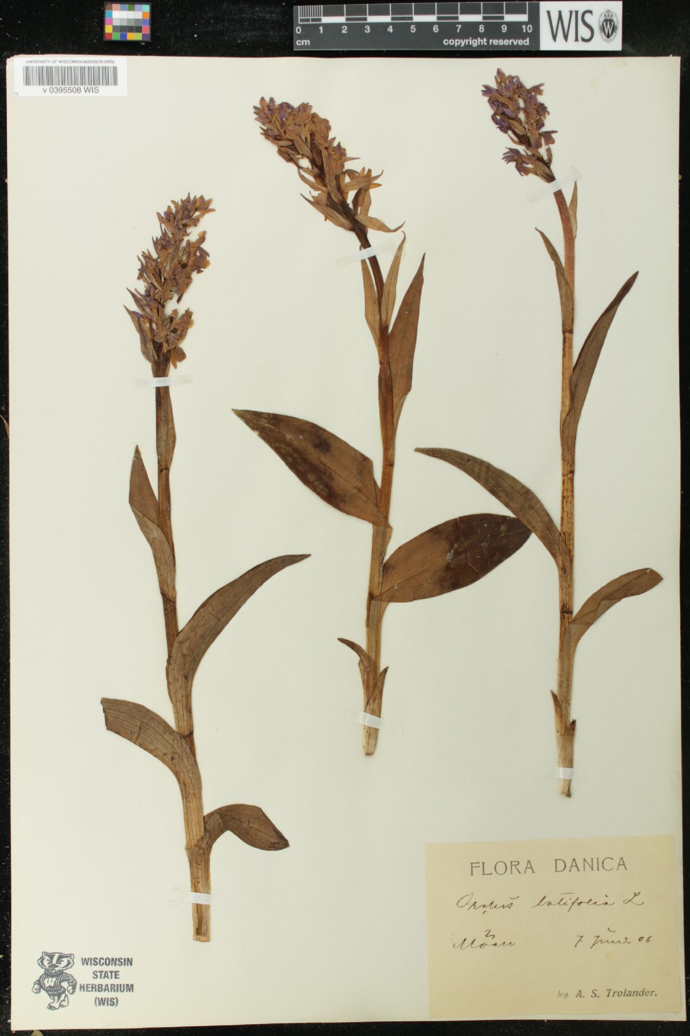 Orchis latifolia image
