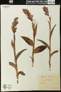 Orchis latifolia image