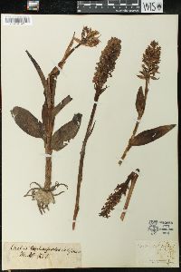 Dactylorhiza purpurella image