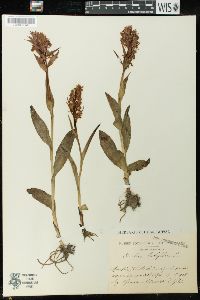 Orchis latifolia image