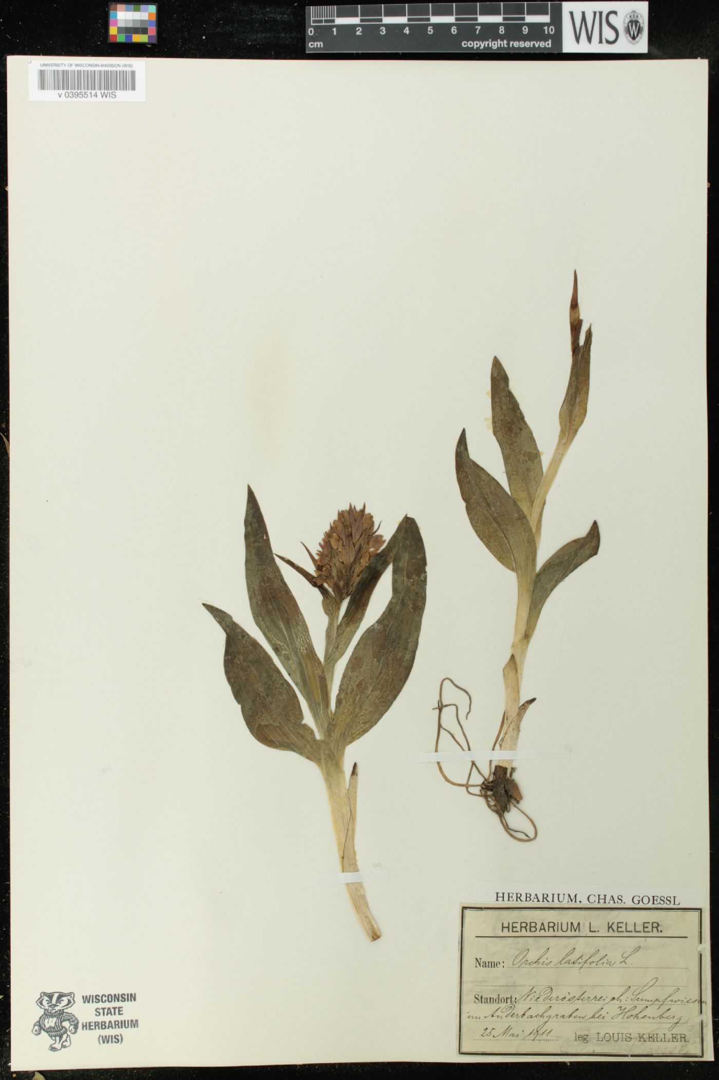 Dactylorhiza purpurella image