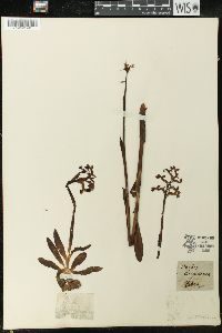 Orchis longicornu image