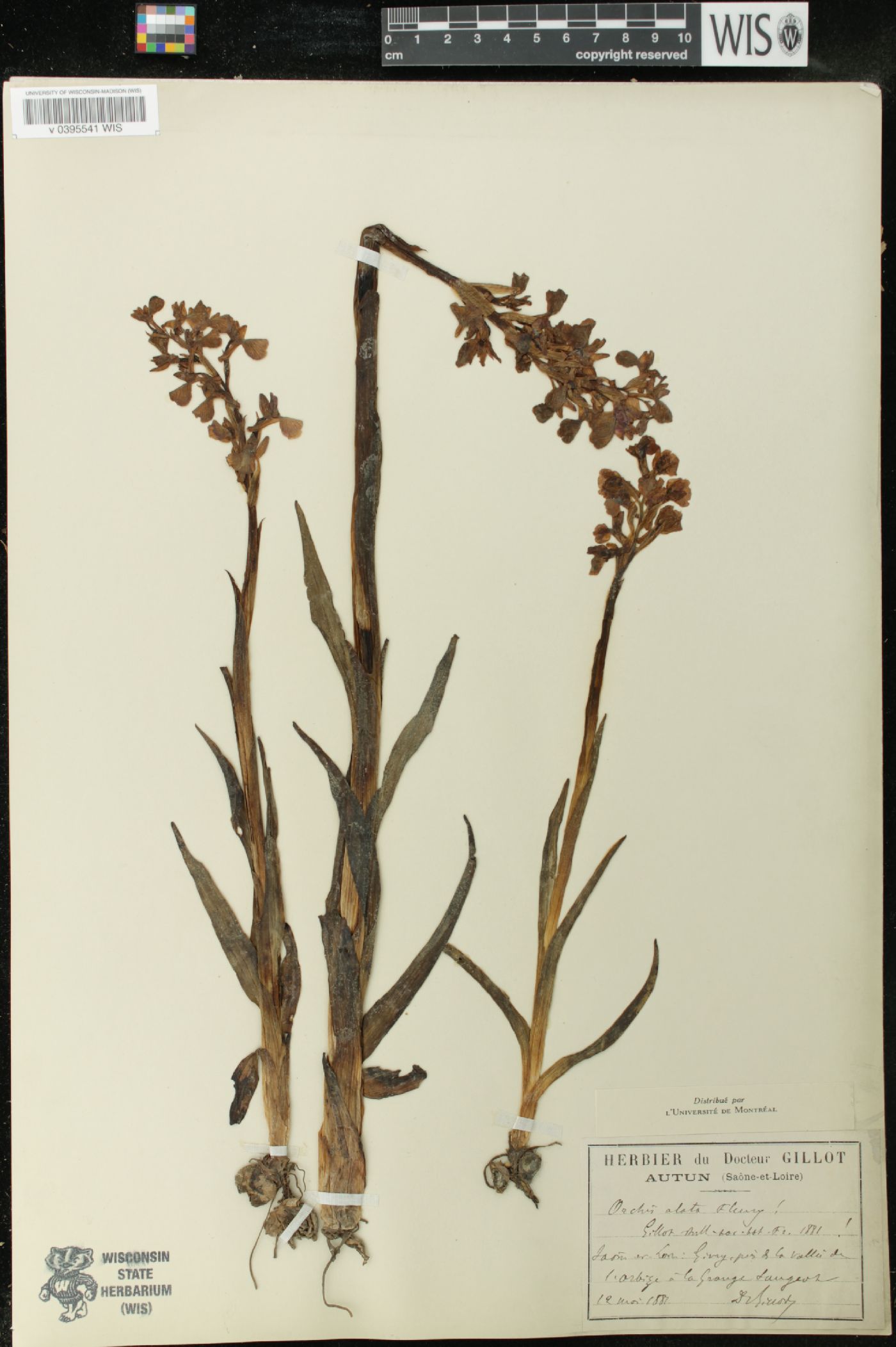 Anacamptis alata image