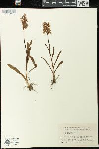 Orchis aristata image