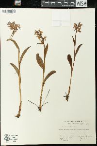 Orchis aristata image