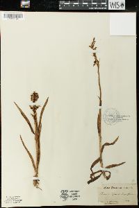 Anacamptis coriophora image
