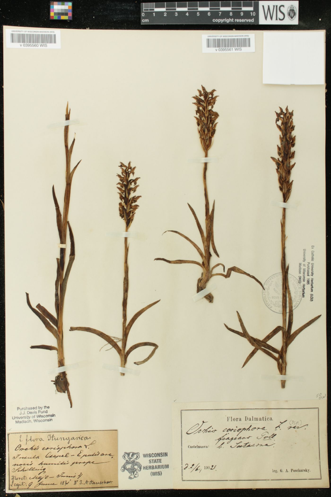 Anacamptis coriophora image