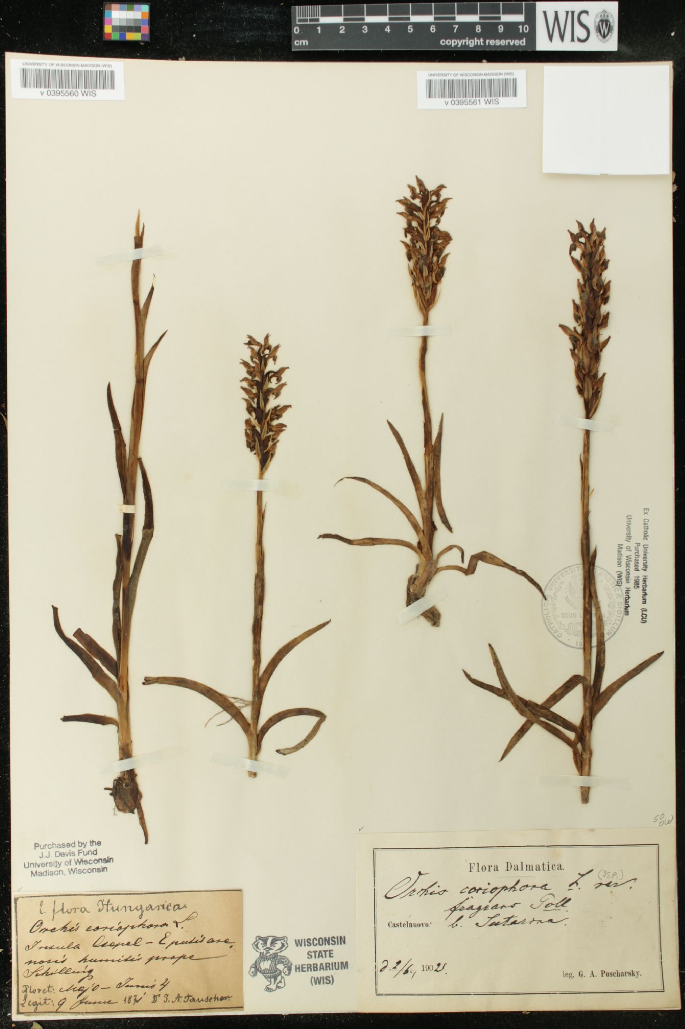 Anacamptis coriophora image