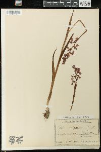 Orchis elegans image