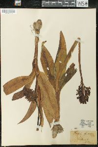 Orchis fusca image