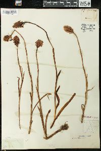 Neotinea tridentata subsp. conica image