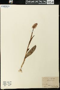 Dactylorhiza maculata image