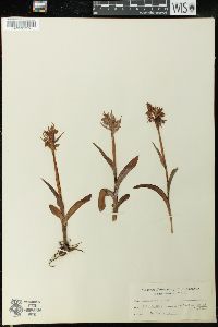 Dactylorhiza maculata image