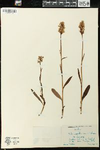 Dactylorhiza maculata subsp. maculata image