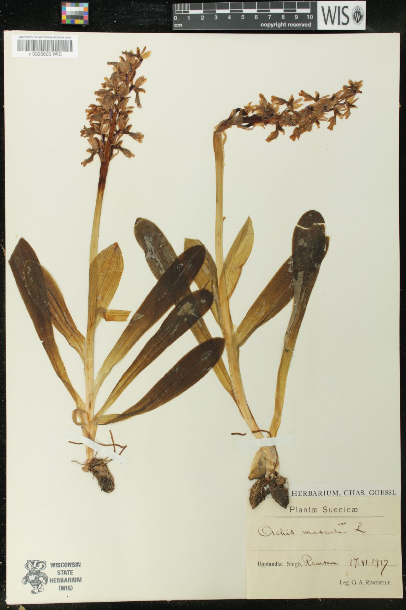 Orchis mascula image