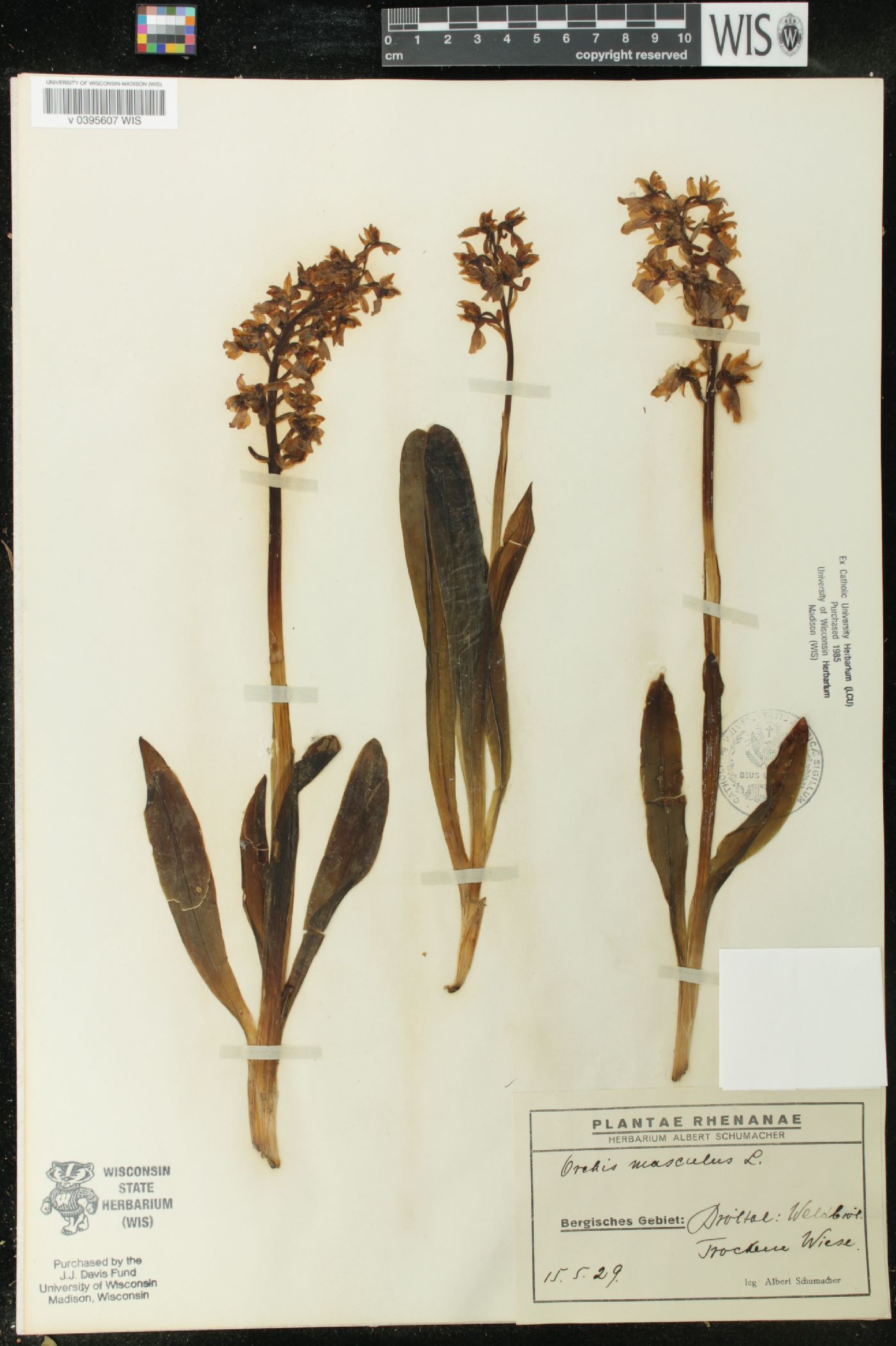 Orchis mascula image