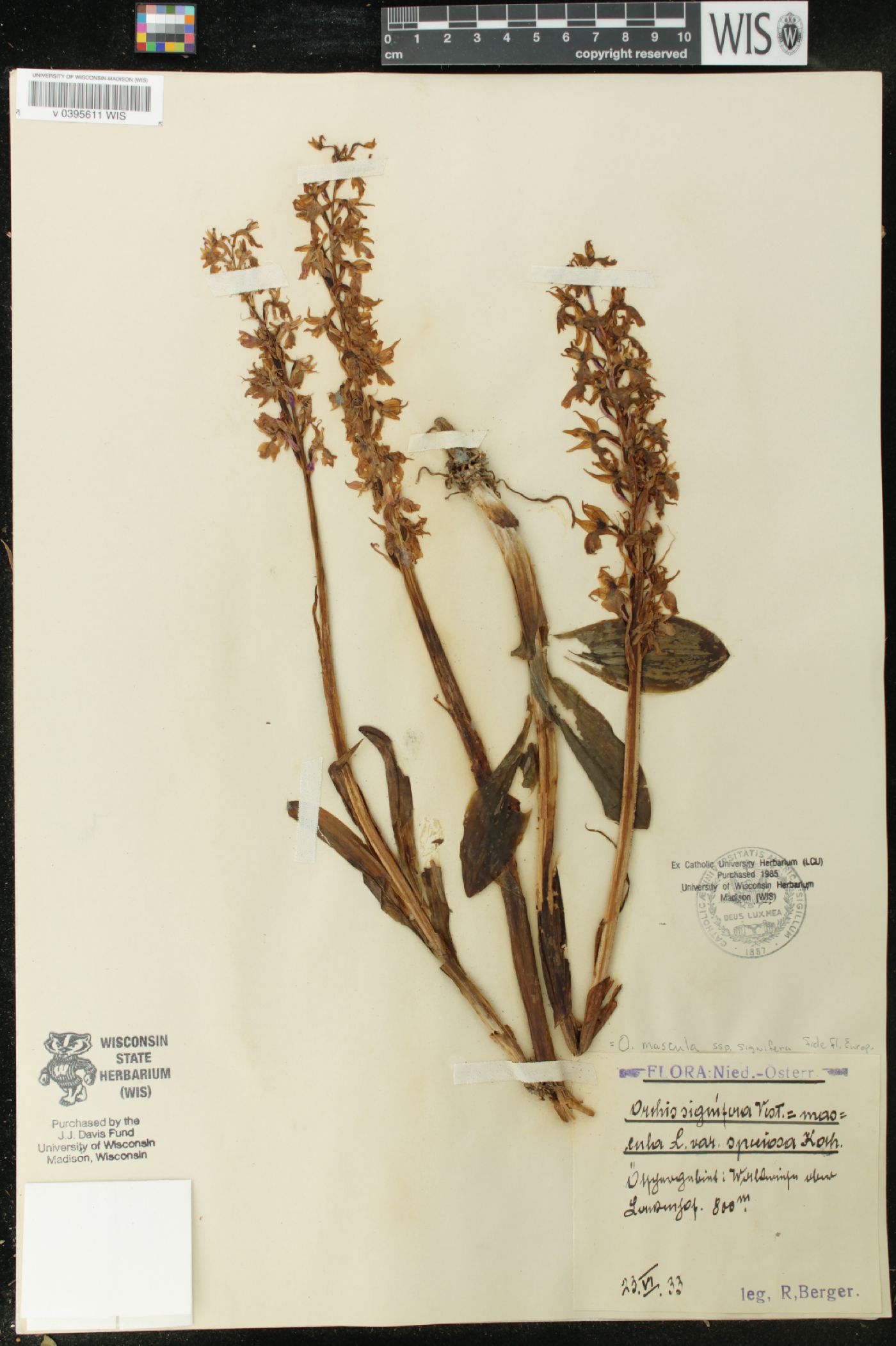 Orchis mascula subsp. speciosa image