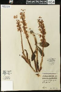 Orchis mascula image