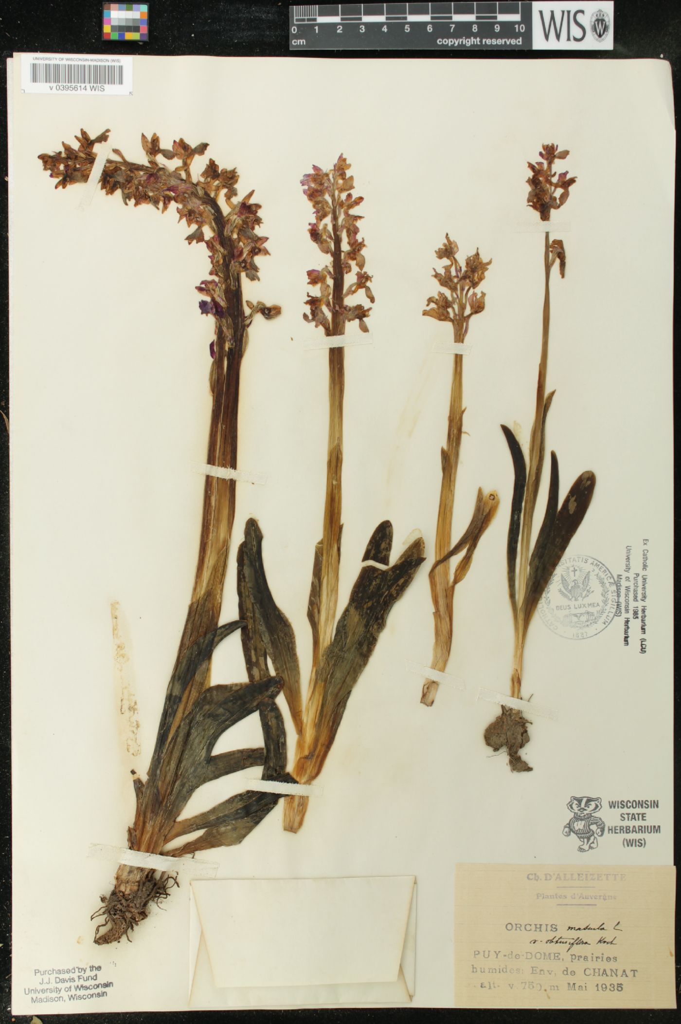 Orchis mascula subsp. mascula image