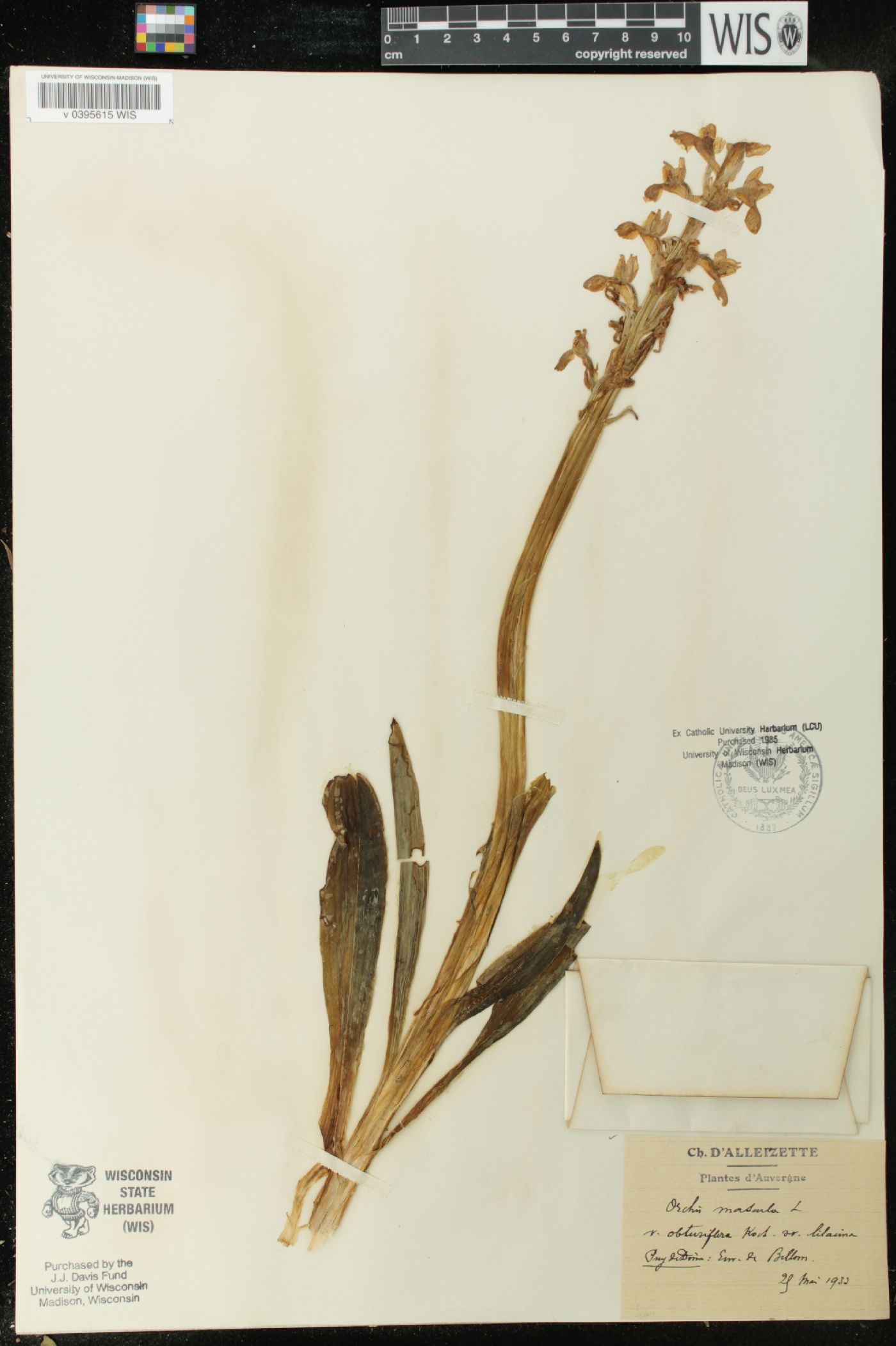 Orchis mascula subsp. mascula image