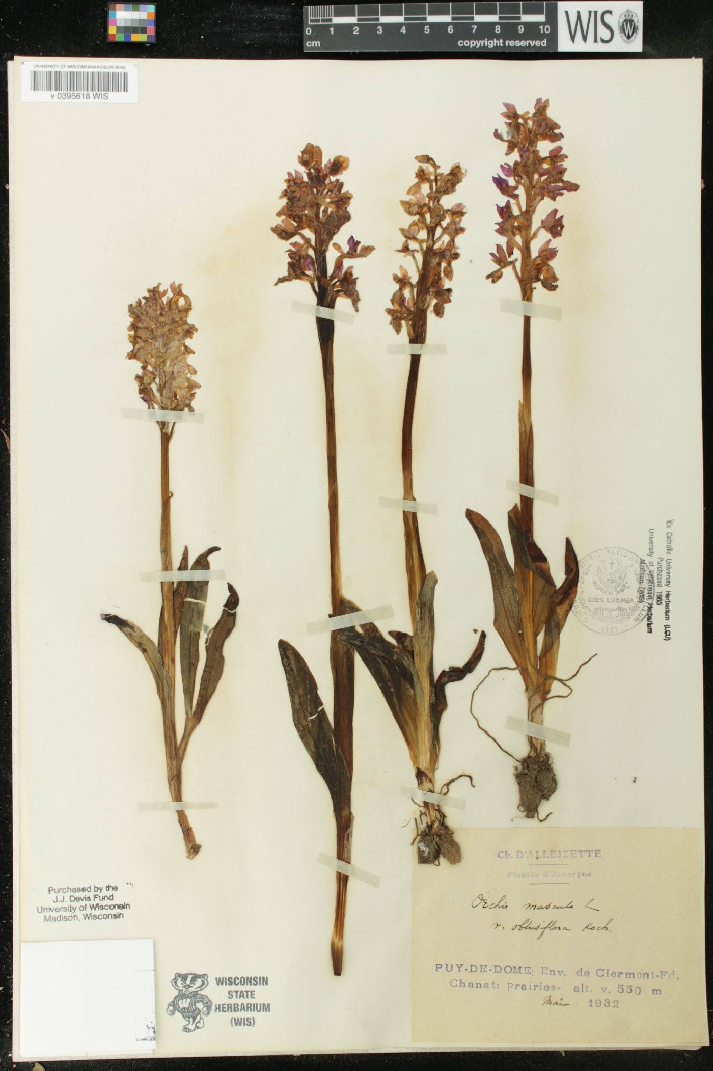 Orchis mascula subsp. mascula image