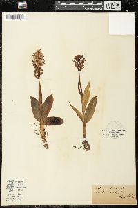 Orchis militaris image