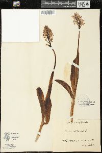 Orchis militaris image