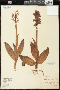 Orchis militaris image