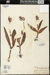 Orchis militaris image