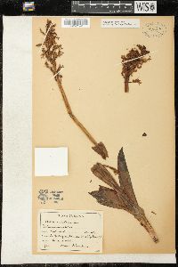 Orchis militaris image