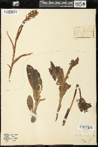 Orchis militaris image