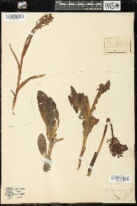 Orchis militaris image