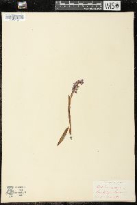 Orchis morio image