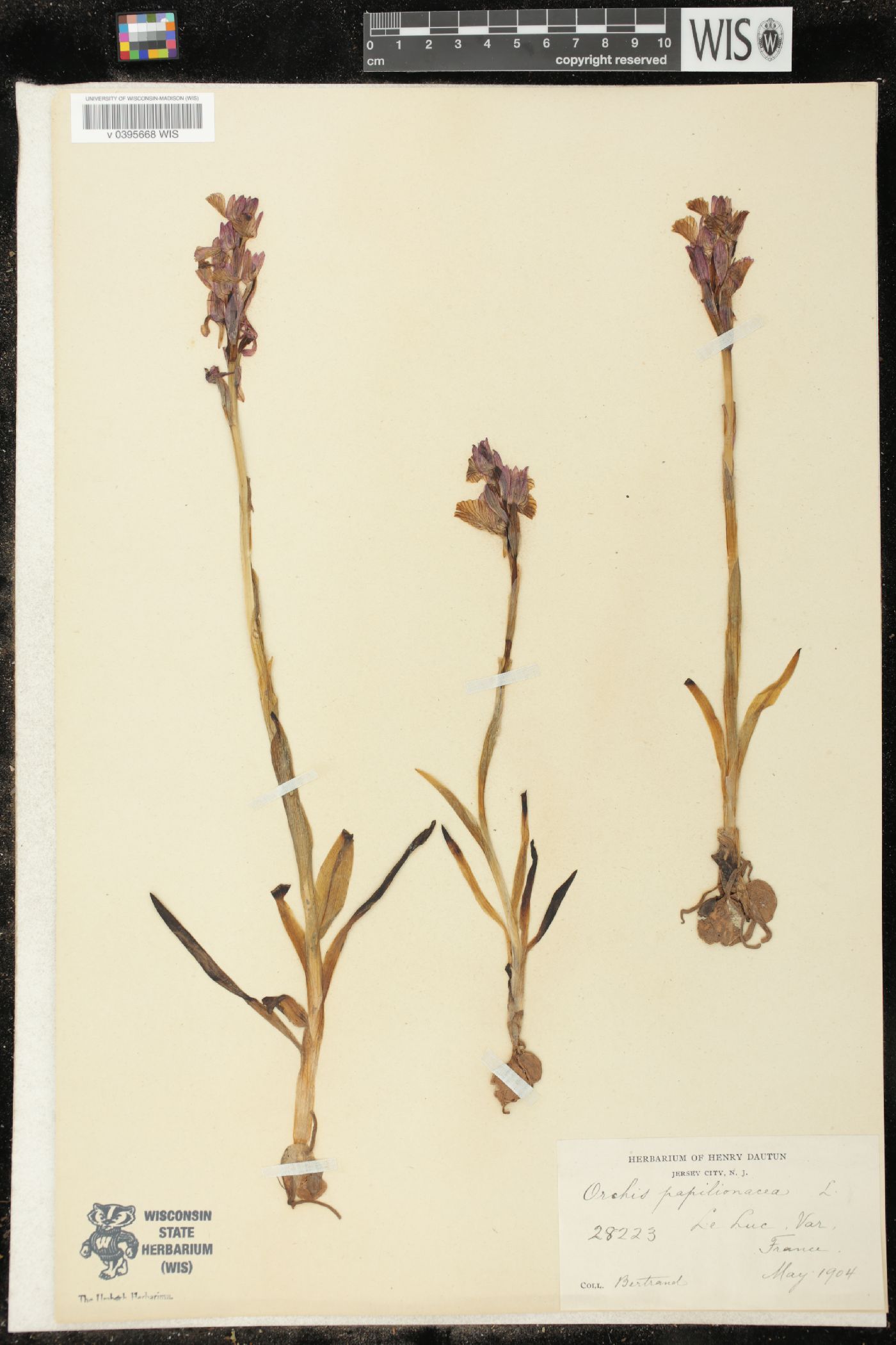 Anacamptis papilionacea image