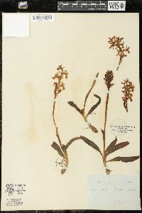 Orchis provincialis image