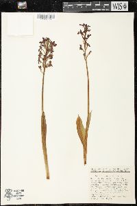 Orchis purpurea image