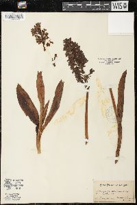 Orchis purpurea image