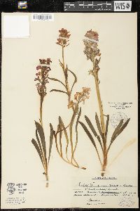 Dactylorhiza romana image