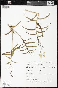 Image of Oerstedella verrucosa