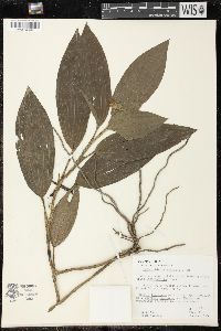 Palmorchis trilobulata image