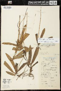 Phalaenopsis pulcherrima image