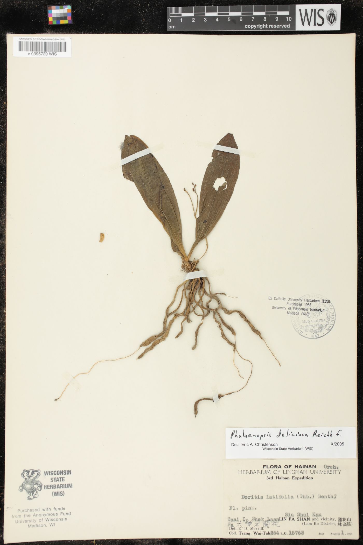 Phalaenopsis deliciosa image